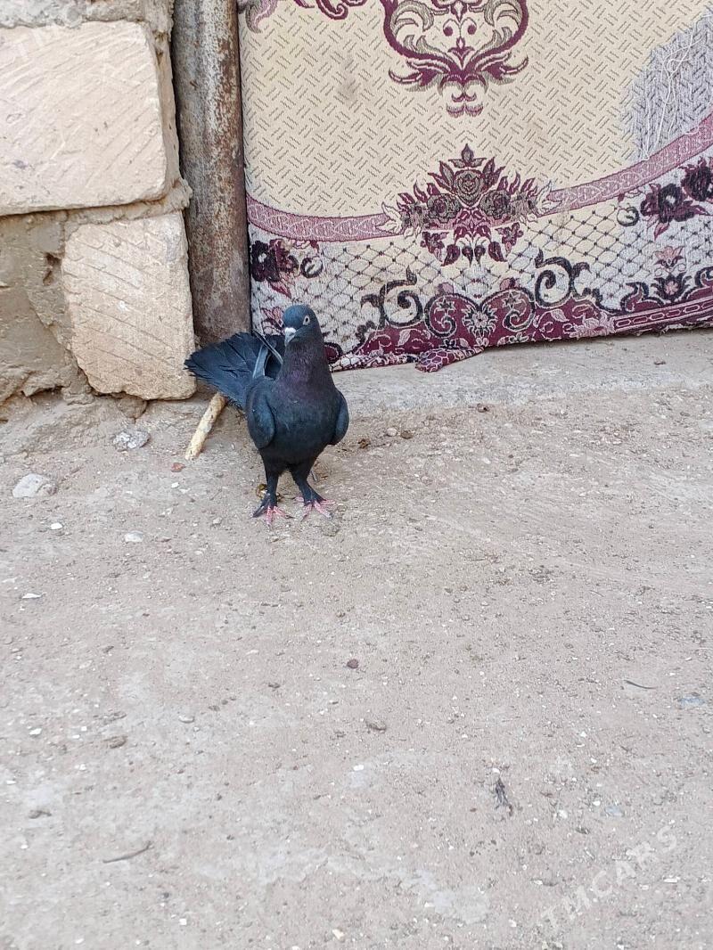 kepderi - Балканабат - img 2