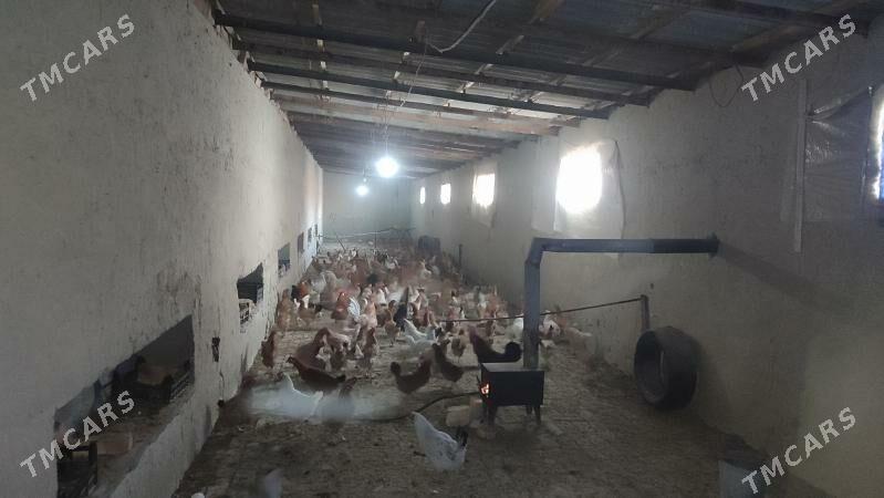 towuk - Бахарден - img 2