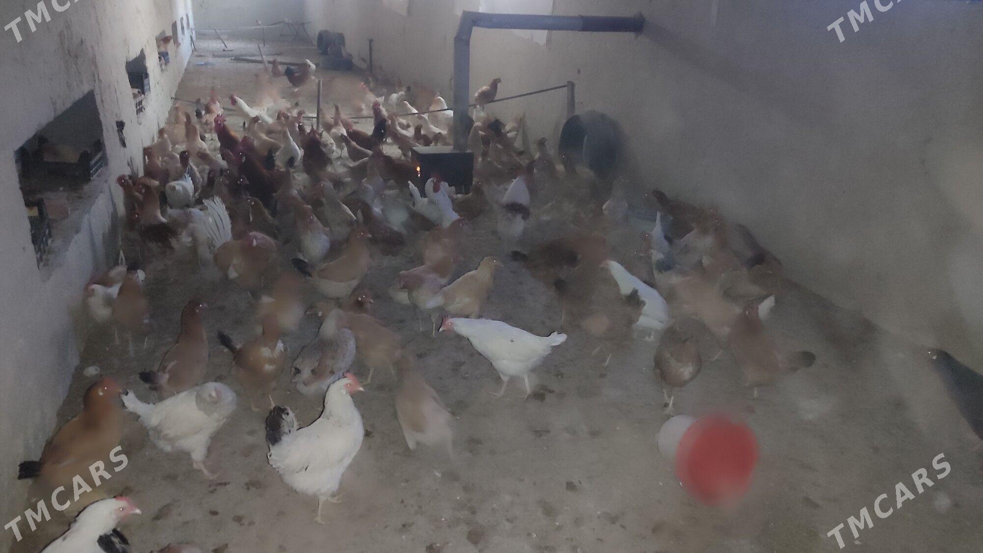 towuk - Бахарден - img 3