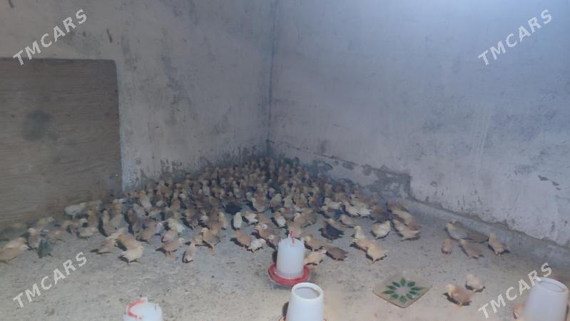 juje - Bäherden - img 2