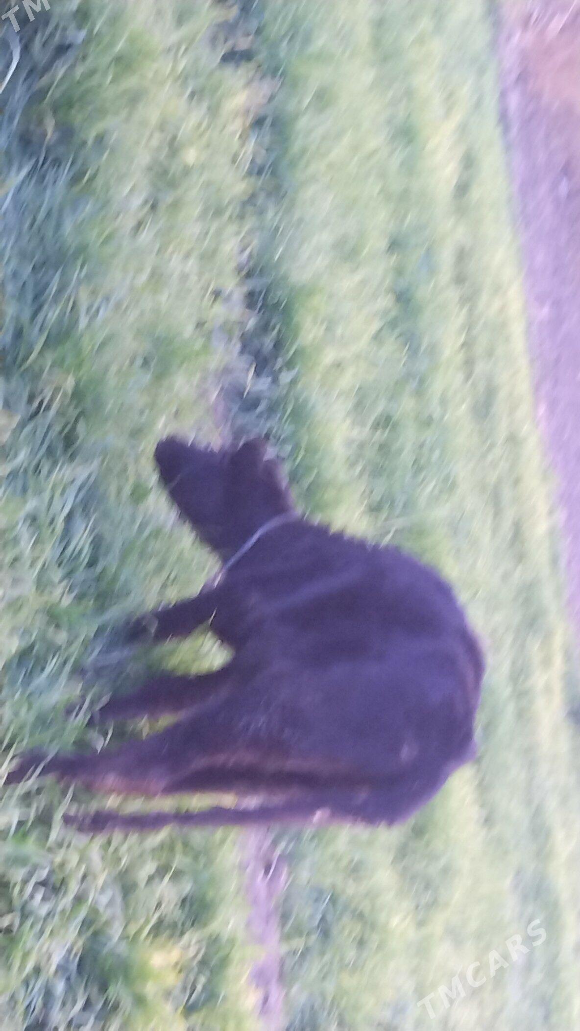 unajyn - Чарджоу - img 2