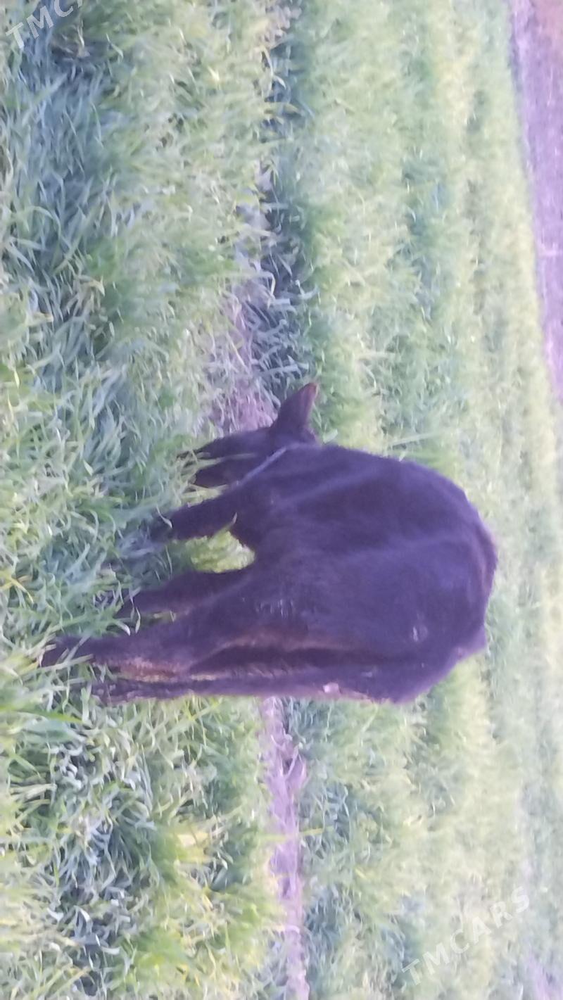 unajyn - Чарджоу - img 3