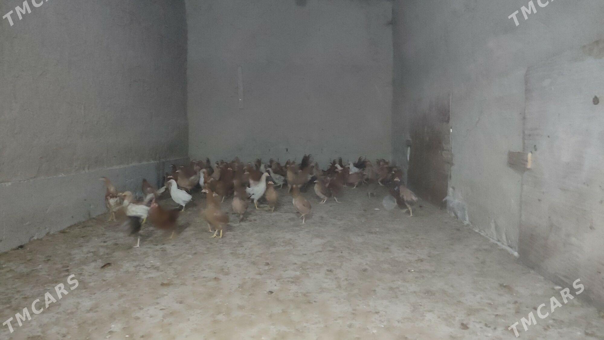 juyje - Бахарден - img 1