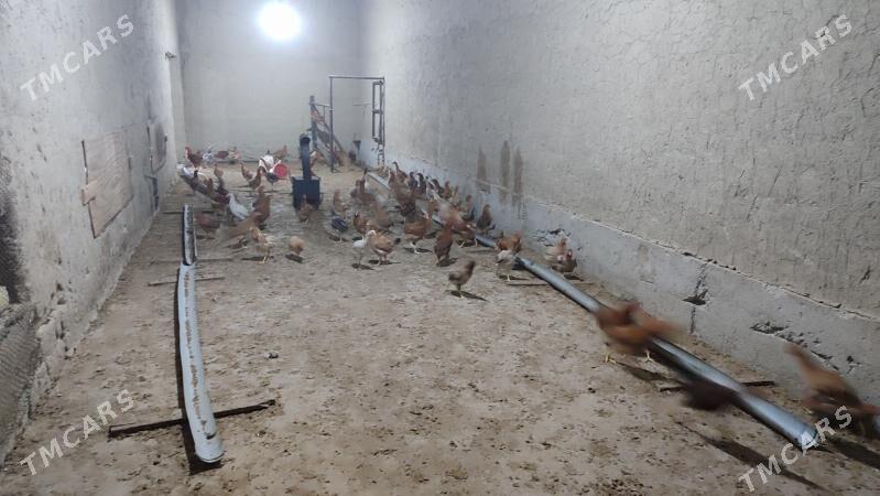 juyje - Бахарден - img 3