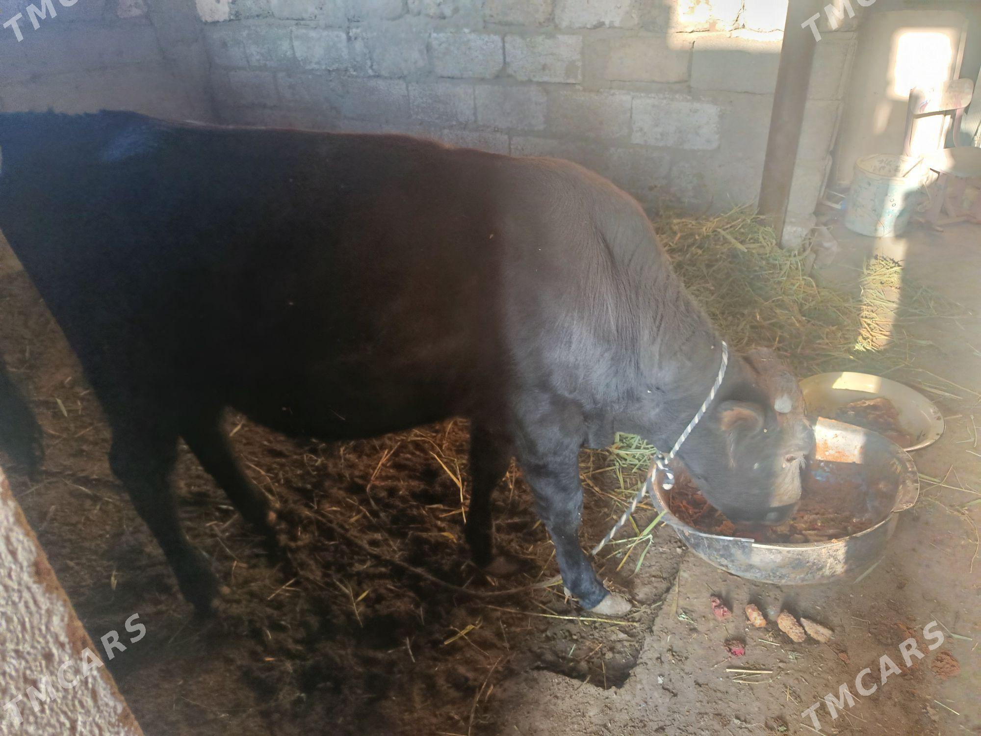 Öküz - Ашхабад - img 4