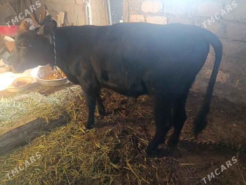 Öküz - Ашхабад - img 3