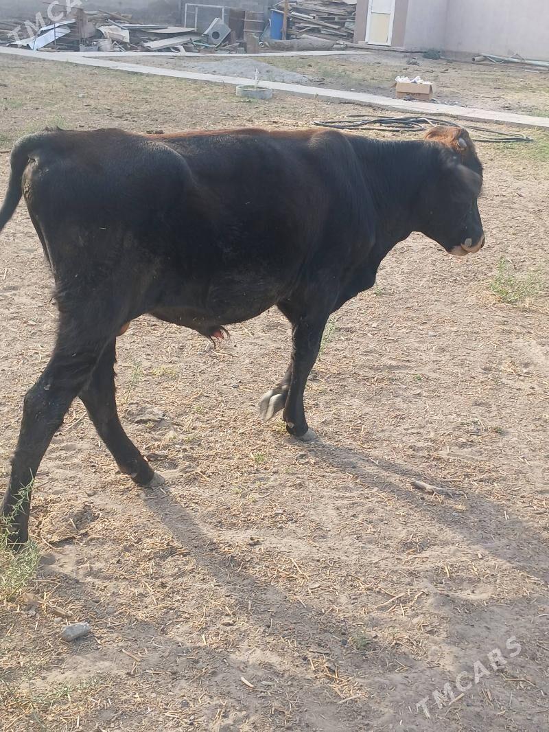 Öküz - Ашхабад - img 2