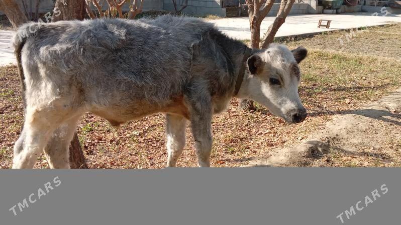 öküz - Gökdepe - img 2