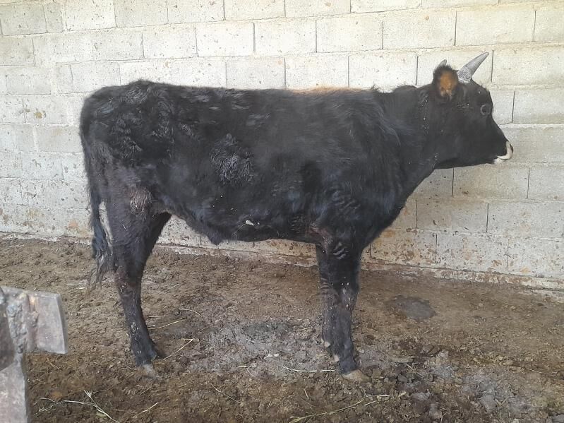 ŞIWES ÖKIZ - Багир - img 6