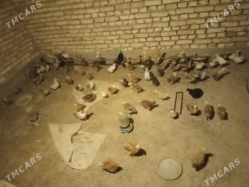 juyje - Кака - img 2