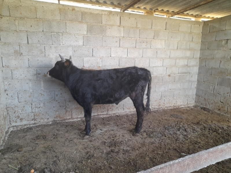 ŞIWES ÖKIZ - Багир - img 3