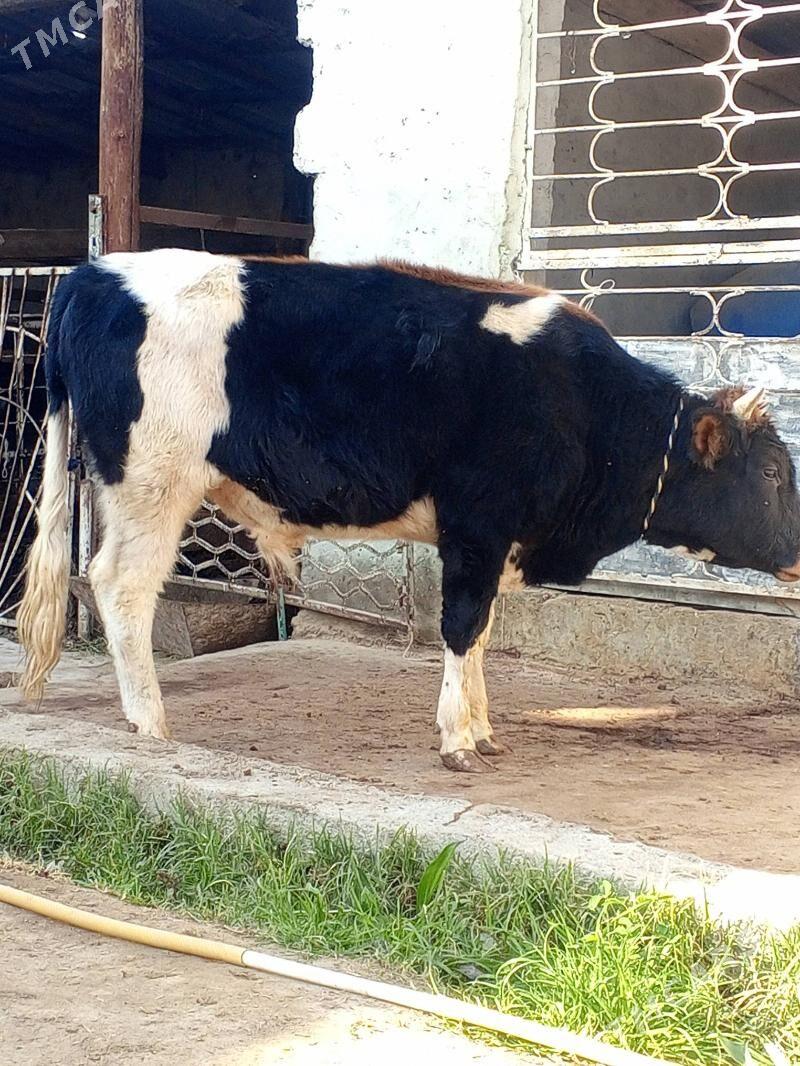 Okuz - Aşgabat - img 3