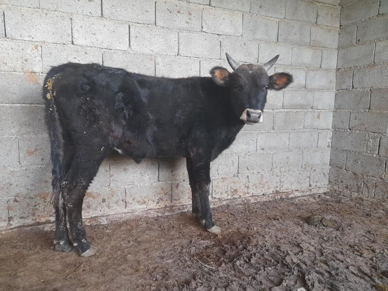 ŞIWES ÖKIZ - Багир - img 4