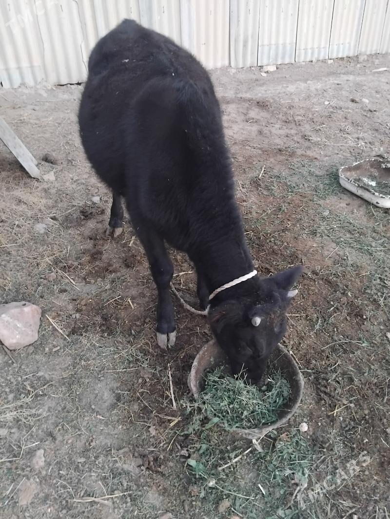 tuwe - Теджен - img 2