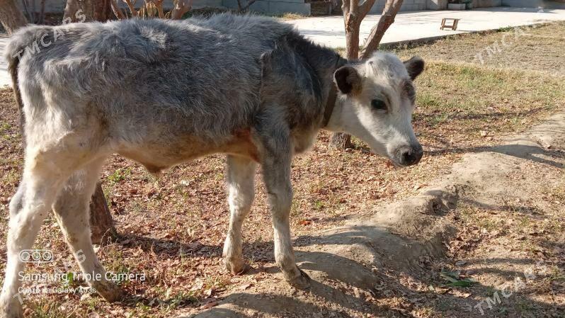 öküz - Gökdepe - img 3