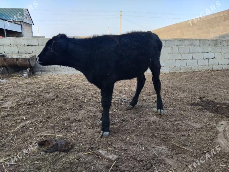 tüwe - Gyzylarbat - img 2