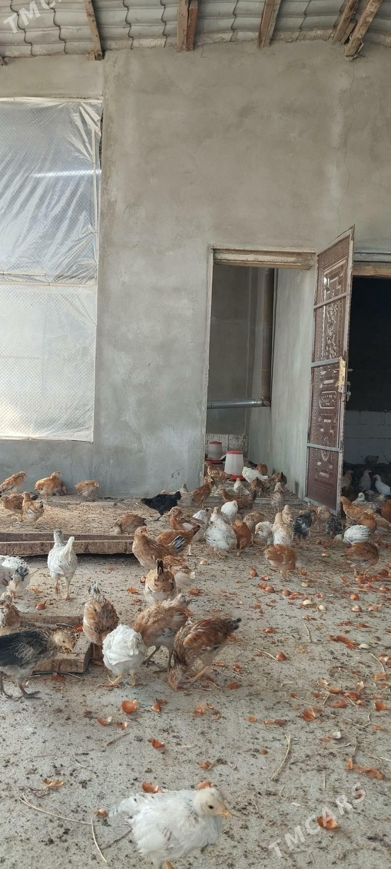 Jüje - Гёкдепе - img 4