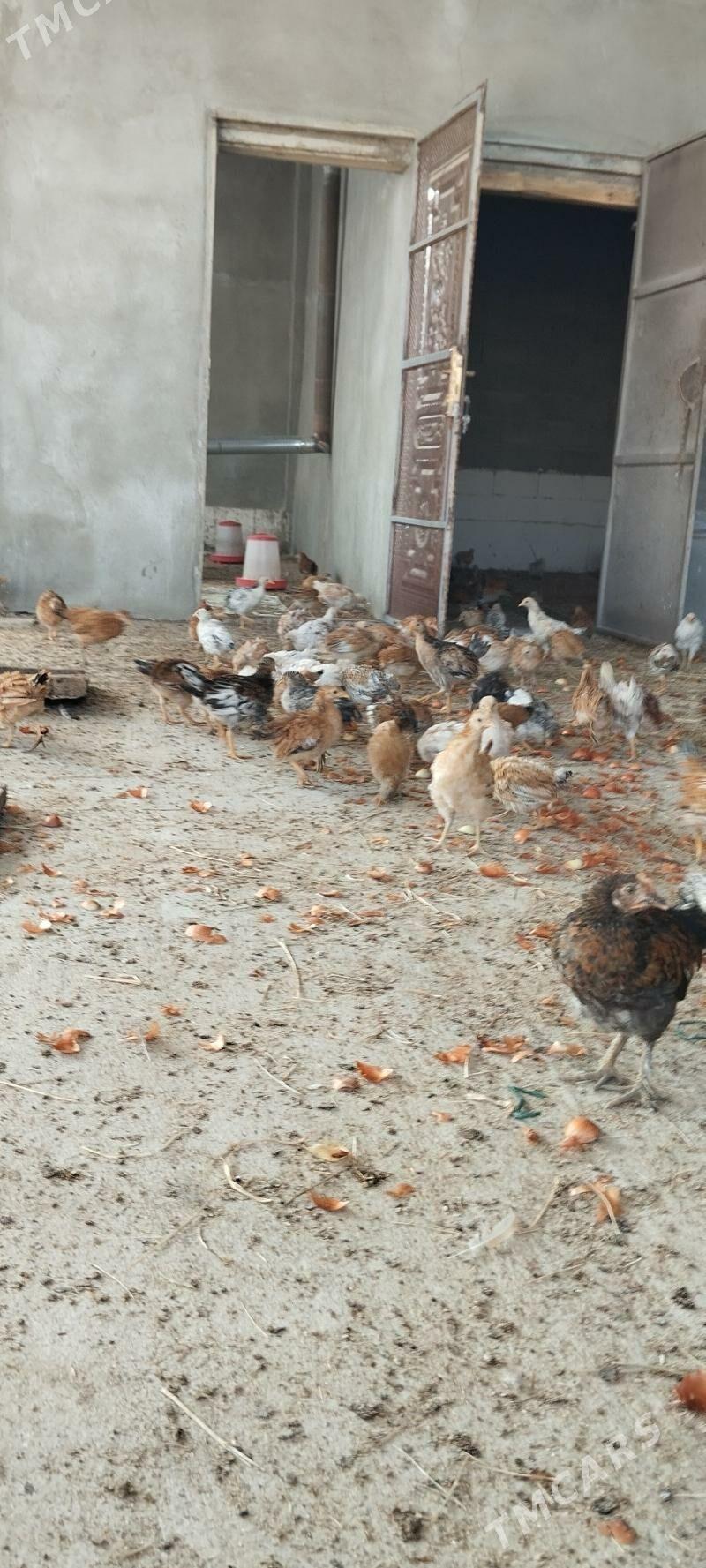 Jüje - Гёкдепе - img 3