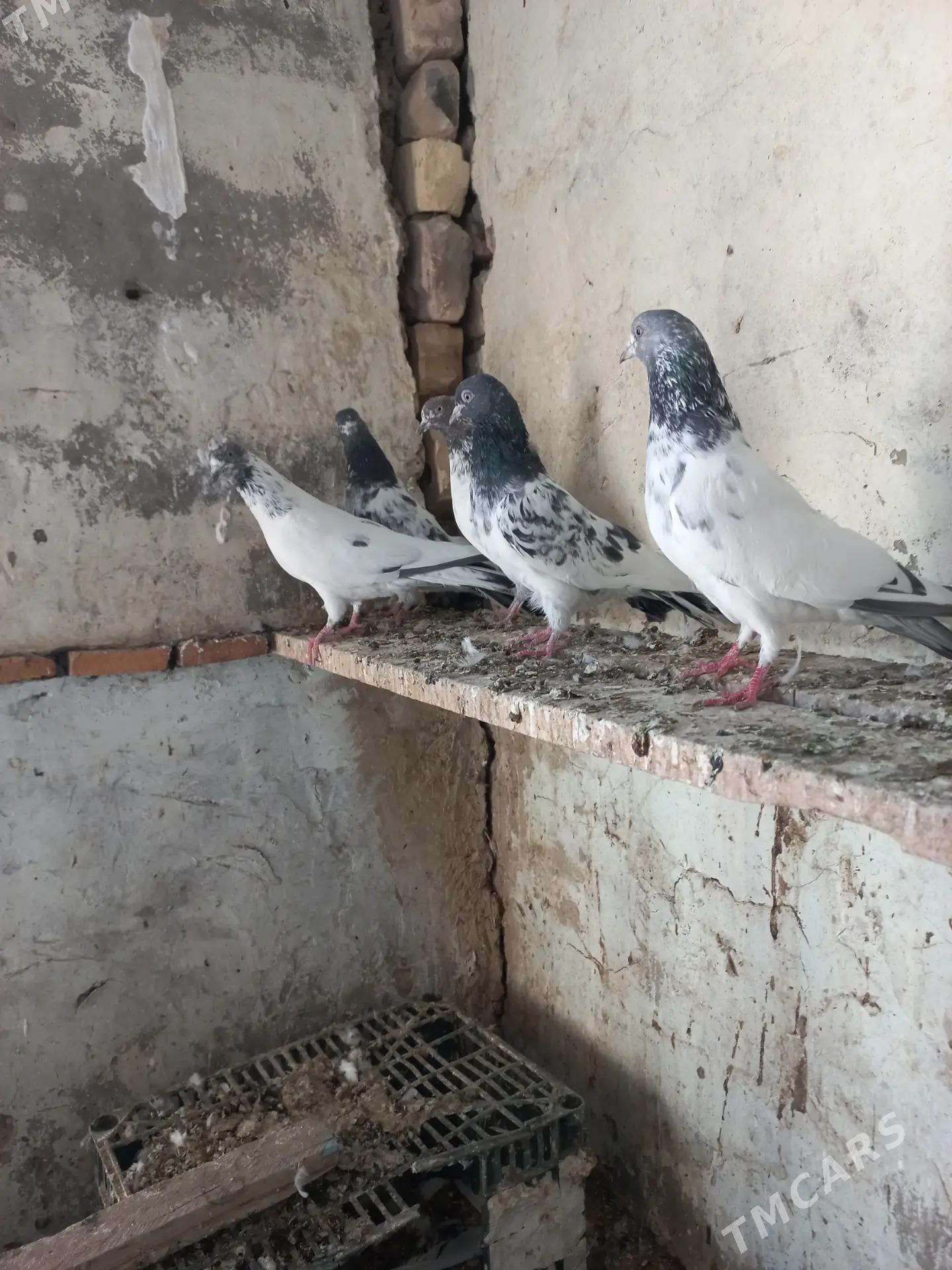 kepderi - Мары - img 3