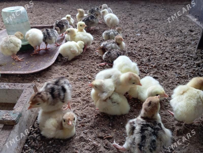 İnduk juje - Мары - img 2