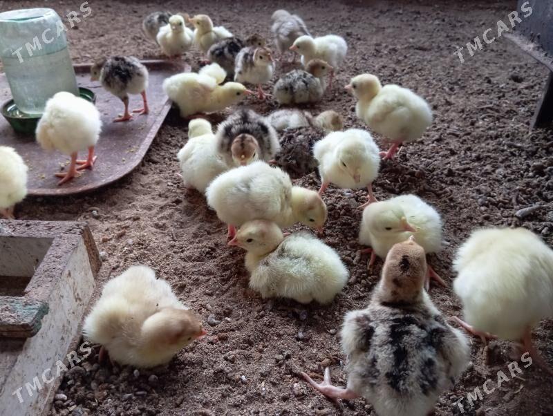 İnduk juje - Мары - img 5