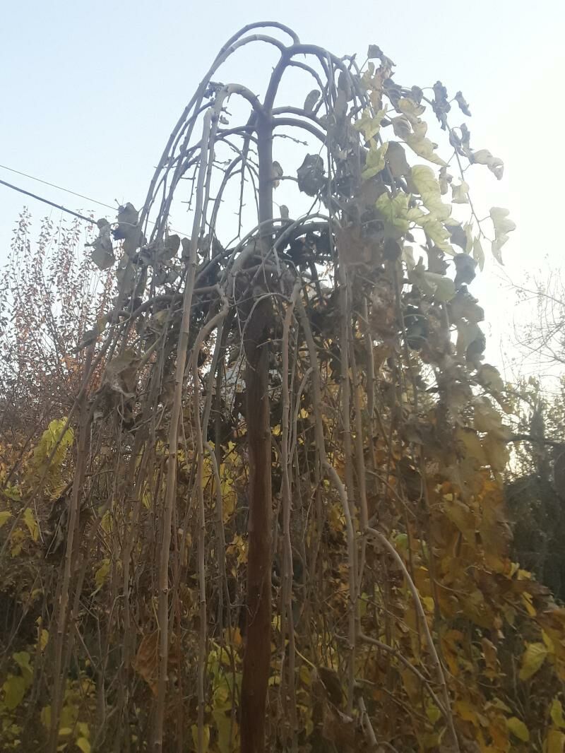 Şa tut we dürli bezeg baglary - Векильбазар - img 5