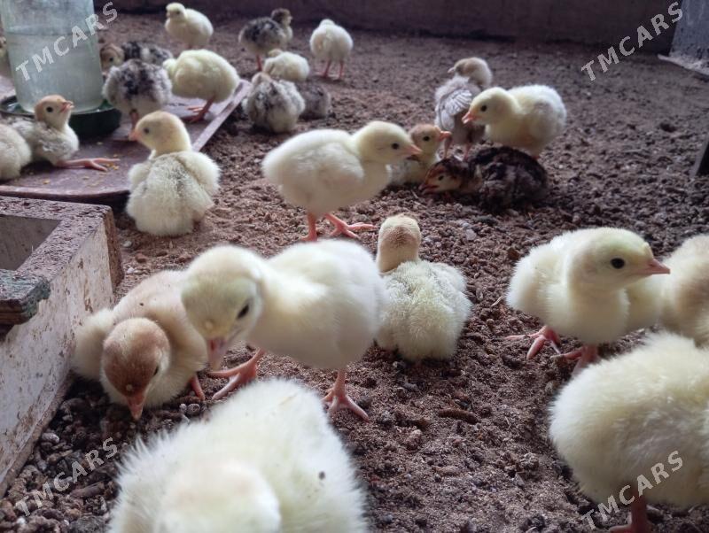 İnduk juje - Мары - img 7