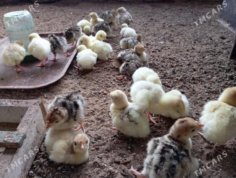 İnduk juje - Мары - img 4