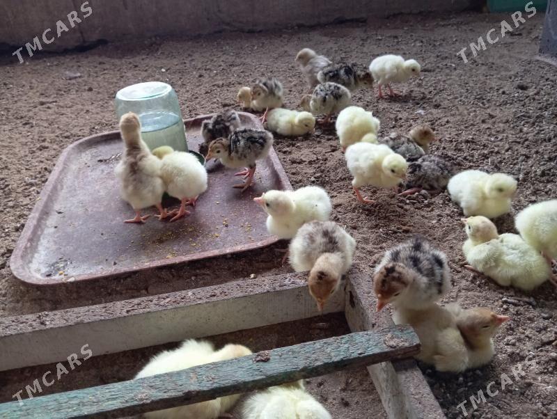 İnduk juje - Мары - img 3