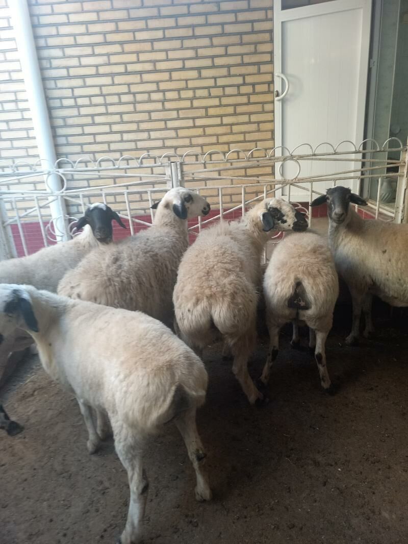 гисар гара гозел тохум - Векильбазар - img 5