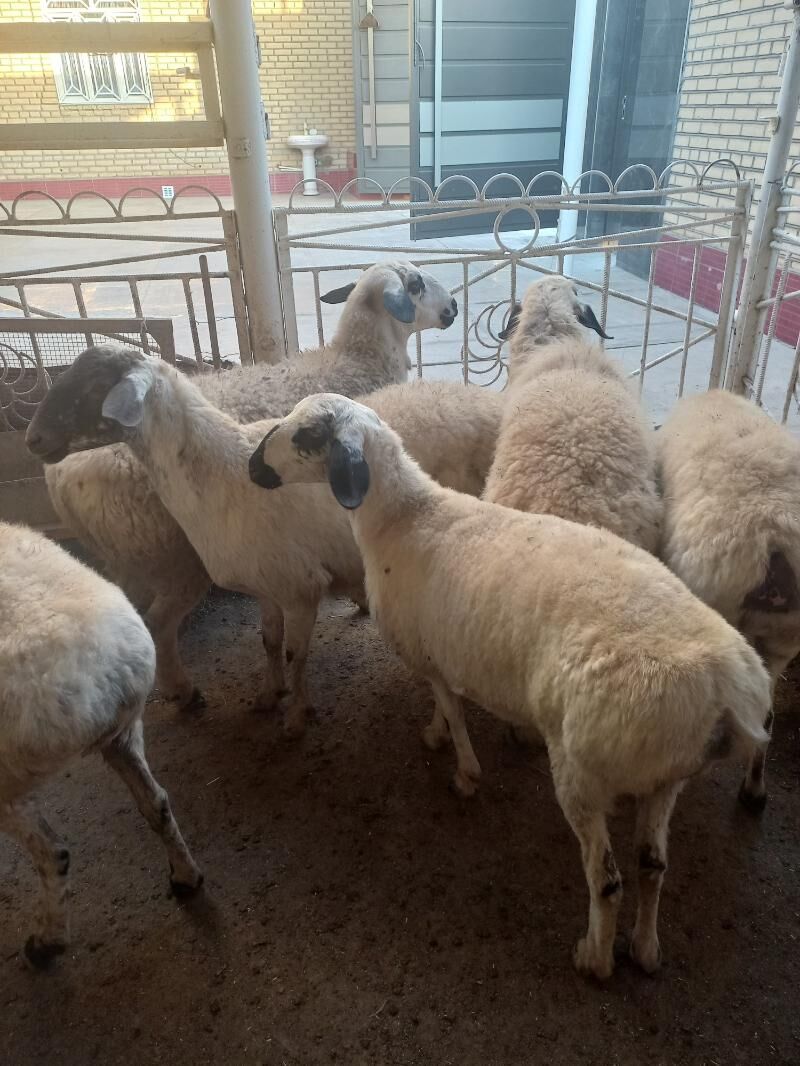 гисар гара гозел тохум - Векильбазар - img 6