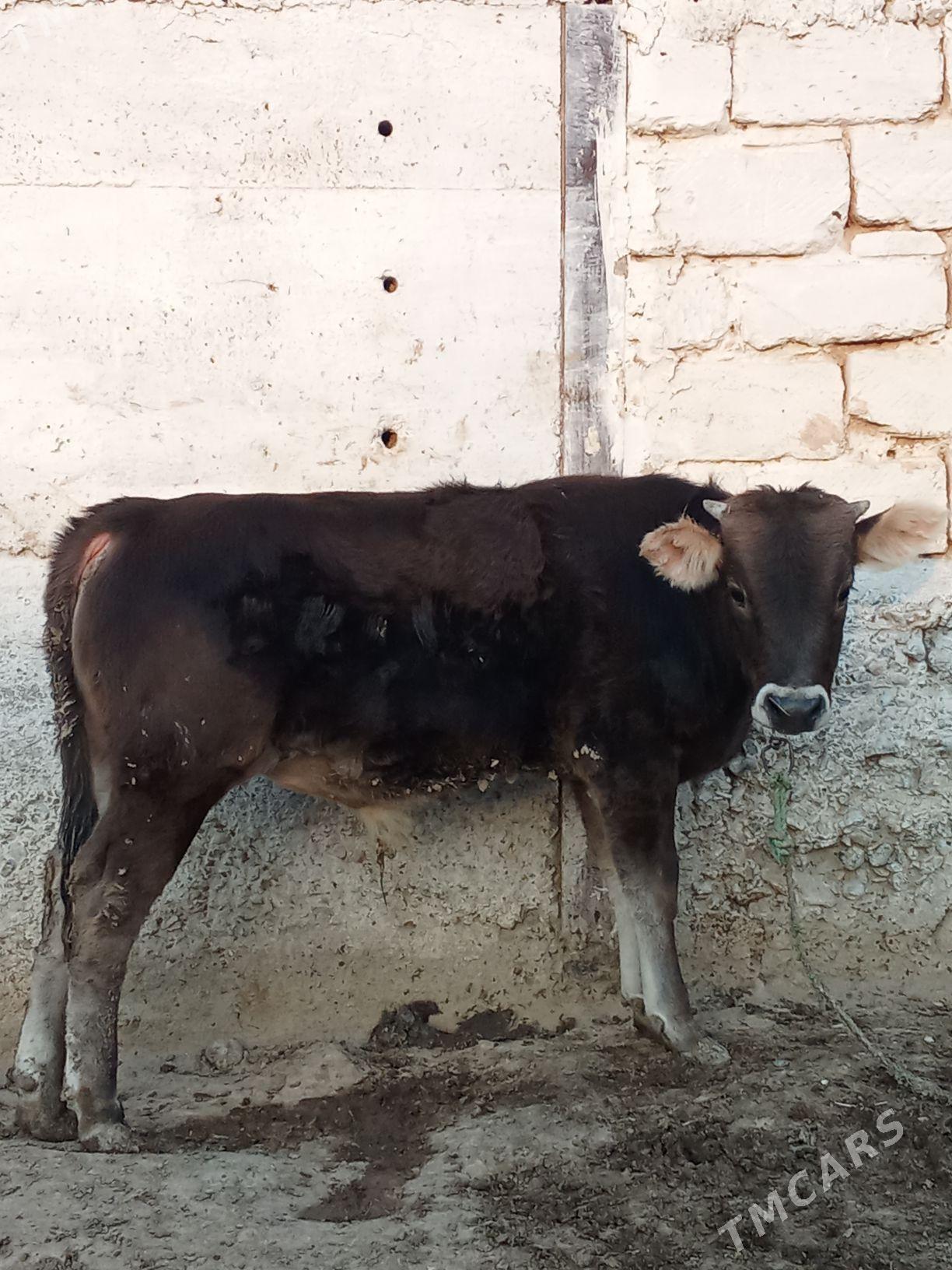 öküz we tüwe - Gyzylarbat - img 2