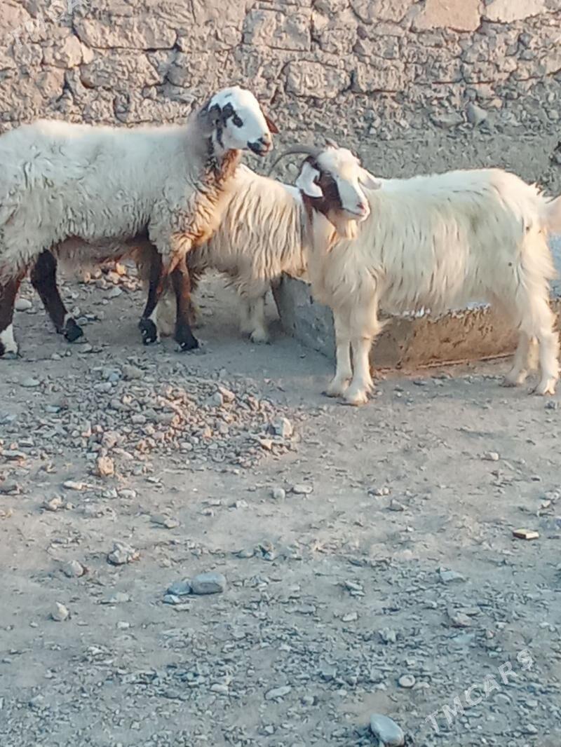 tokly we geçi - Gyzylarbat - img 2