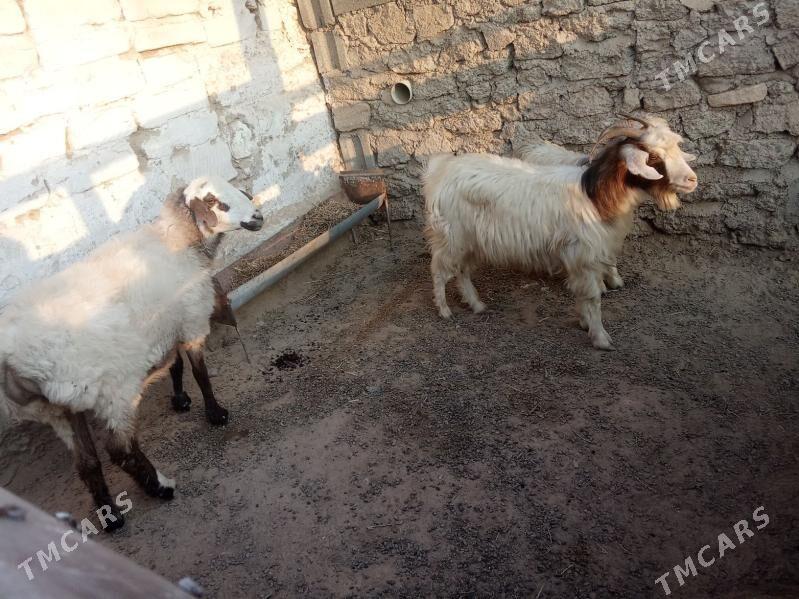 tokly we geçi - Gyzylarbat - img 1