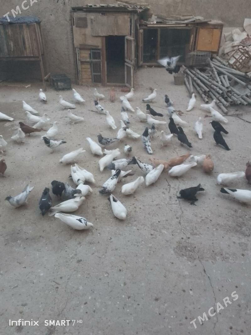 kepder - Чарджоу - img 2