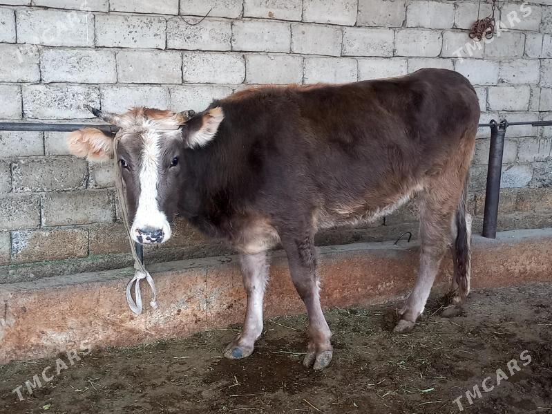 Tuwe şiwes tohum - Гёкдепе - img 2