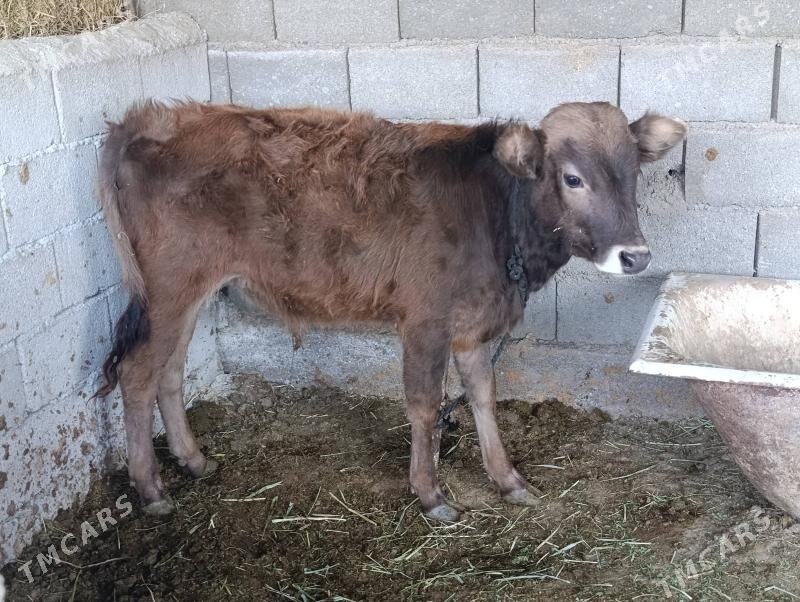 sves okuz - Aşgabat - img 2