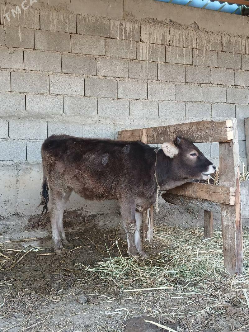 Tuwe - Гёкдепе - img 2