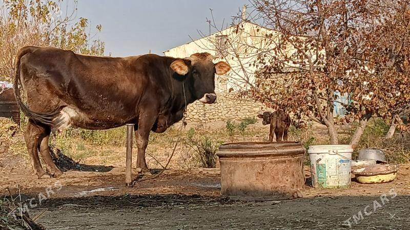 AGYR BOGAZ GOLELİ SYGYR - Бахарден - img 5