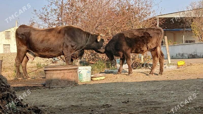 AGYR BOGAZ GOLELİ SYGYR - Бахарден - img 2