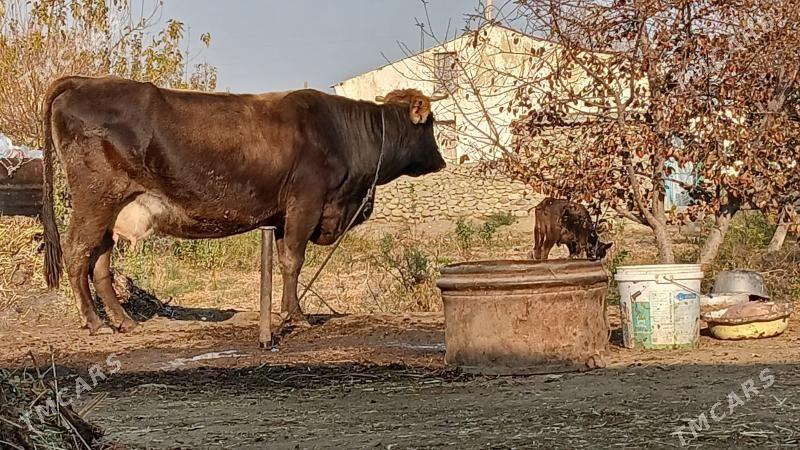 AGYR BOGAZ GOLELİ SYGYR - Бахарден - img 4