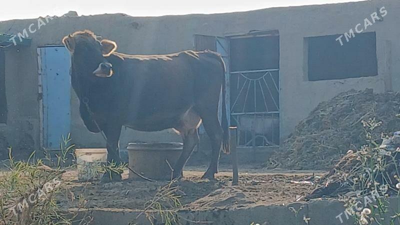 AGYR BOGAZ GOLELİ SYGYR - Бахарден - img 1