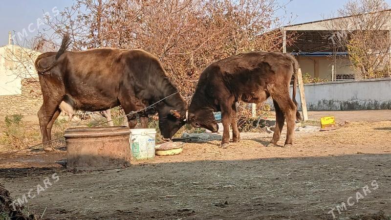 AGYR BOGAZ GOLELİ SYGYR - Бахарден - img 3