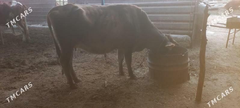 siwes bogaz - Мары - img 2