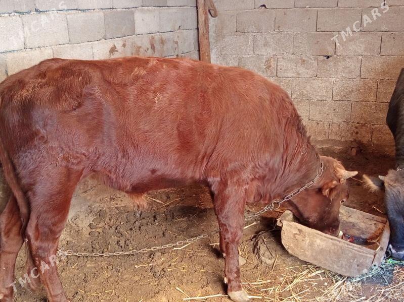 böküzler - Бузмеин - img 4