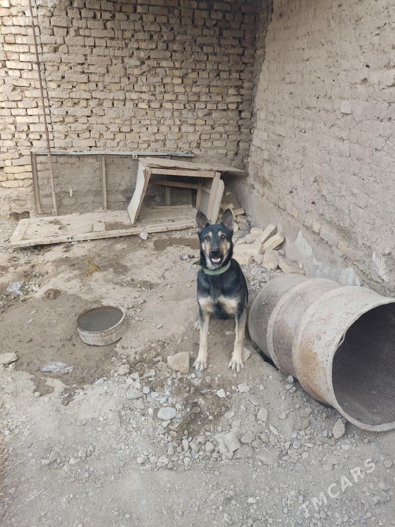 Чистое Овчарка  - Baýramaly - img 2