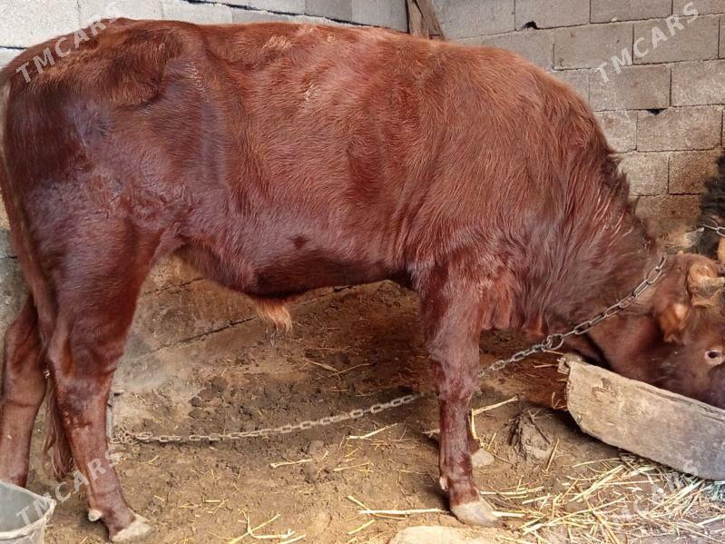 böküzler - Бузмеин - img 5