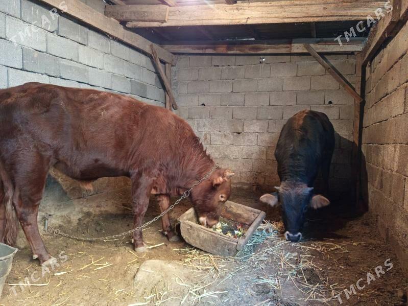 böküzler - Бузмеин - img 2