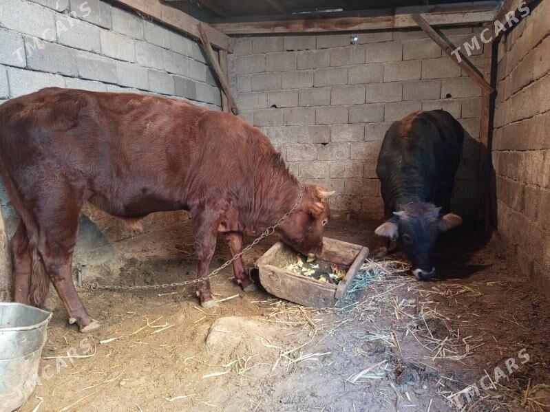 böküzler - Бузмеин - img 3