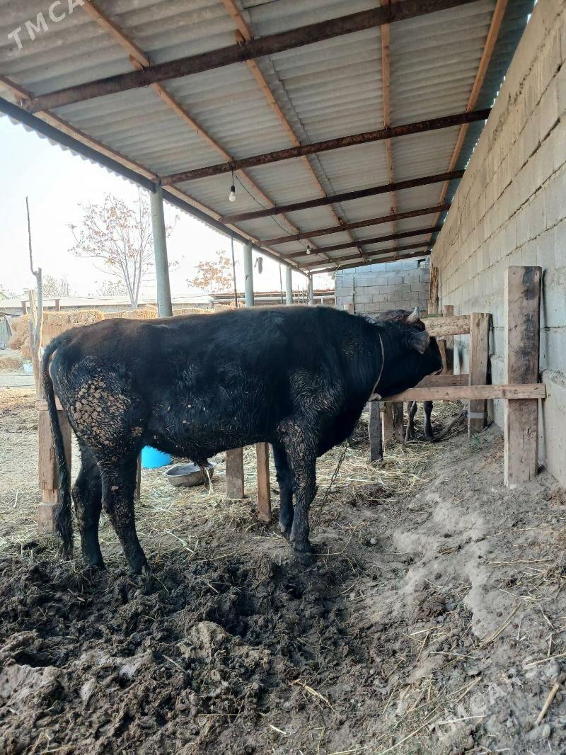 Okuz - Гёкдепе - img 1